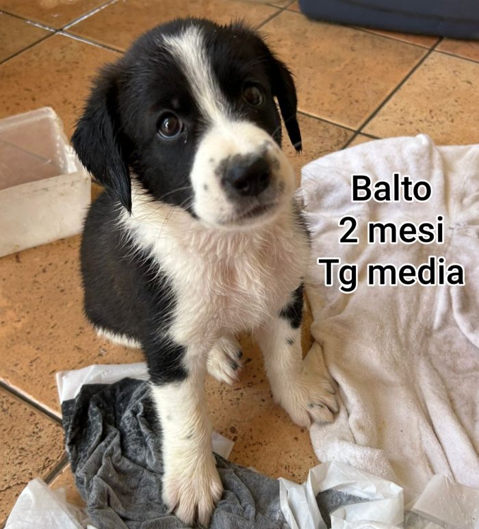 Nessuno guarda questi cuccioli - media 4