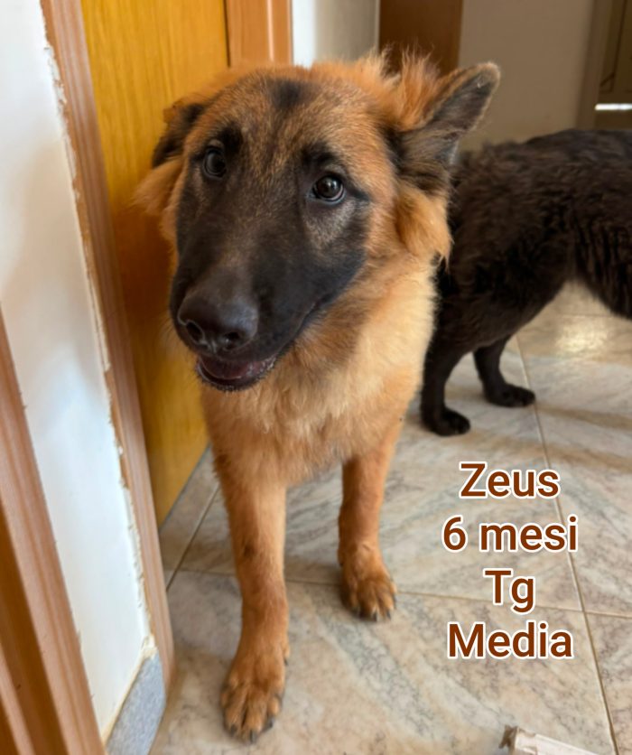 Nessuno guarda questi cuccioli - media 8