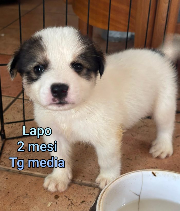 Nessuno guarda questi cuccioli - media 10