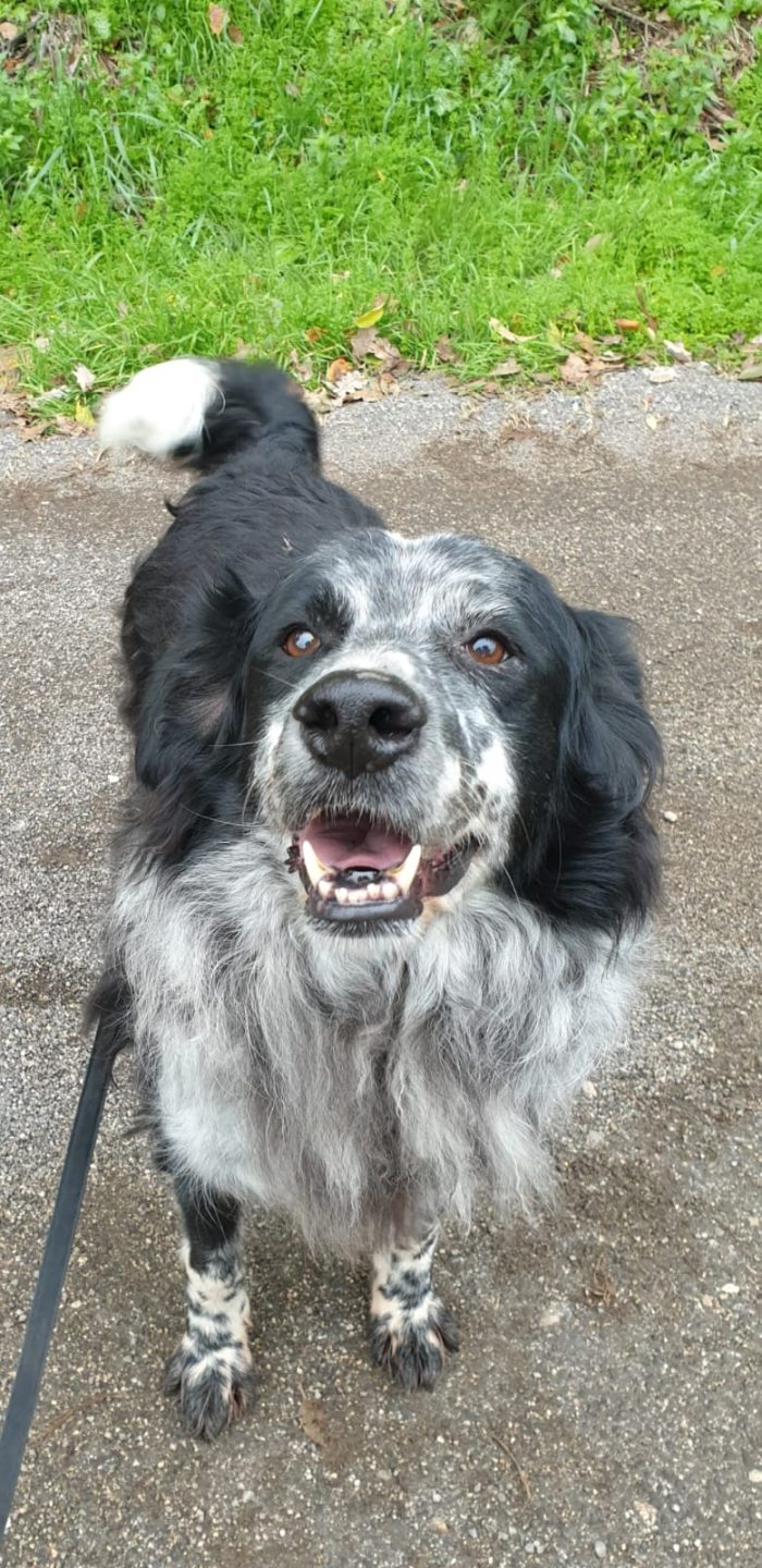 2fratelli anziani mix Setter x oltre 10anni in canile lager,