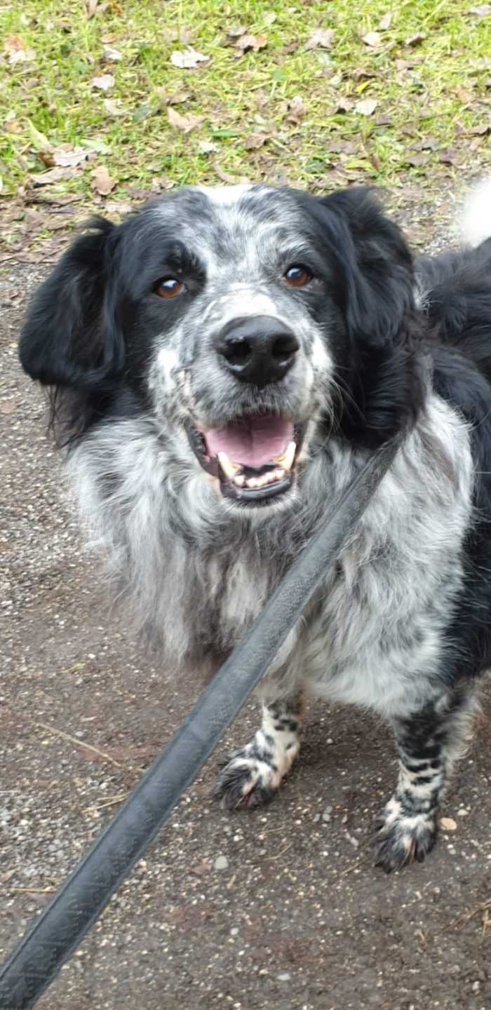 2fratelli anziani mix Setter x oltre 10anni in canile lager,