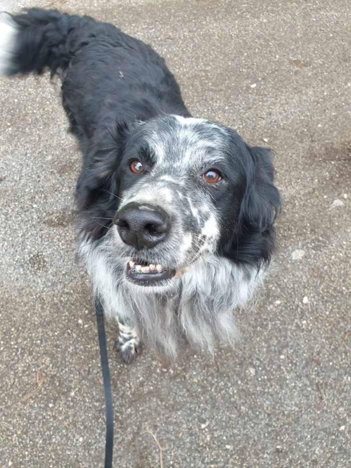 2fratelli anziani mix Setter x oltre 10anni in canile lager,
