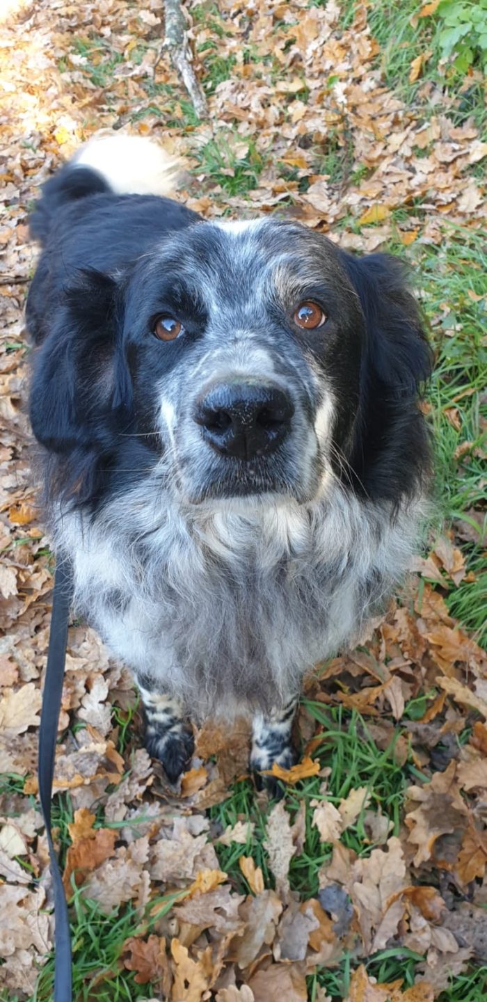 2fratelli anziani mix Setter x oltre 10anni in canile lager, - media 6