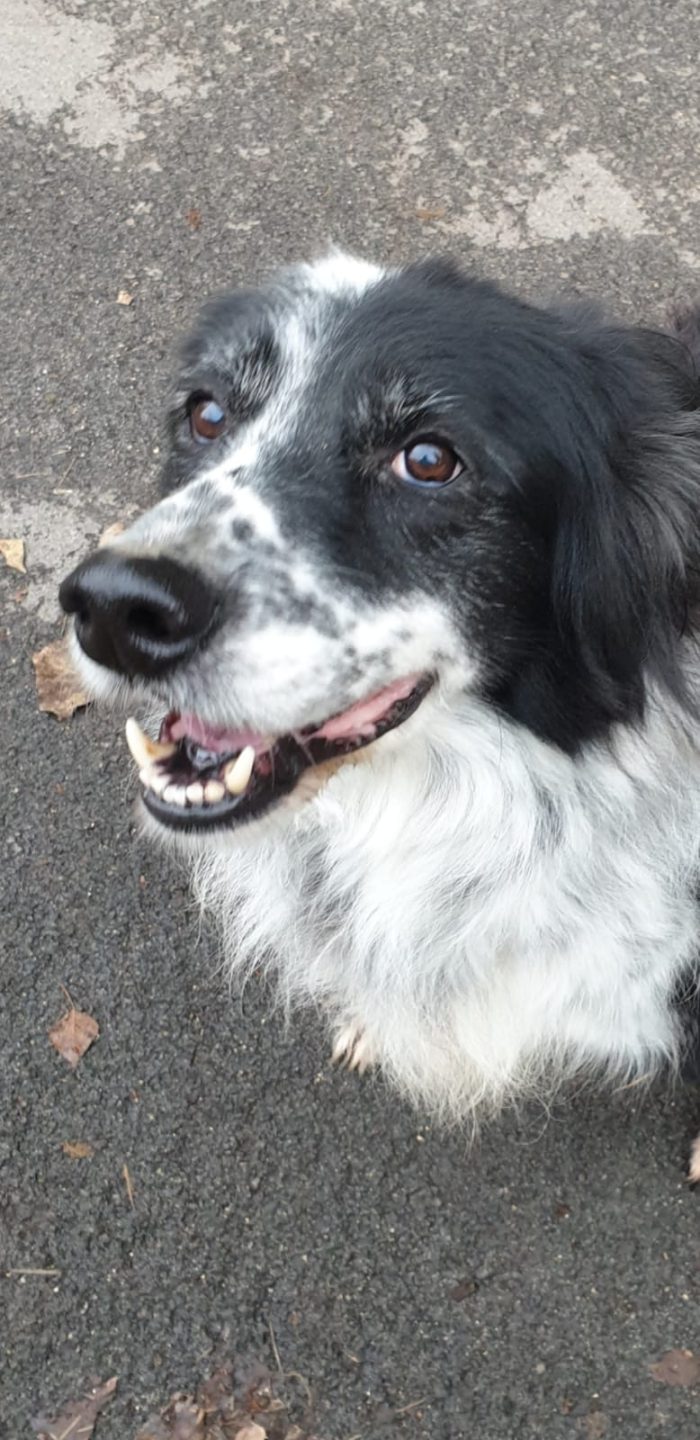 2fratelli anziani mix Setter x oltre 10anni in canile lager, - media 7