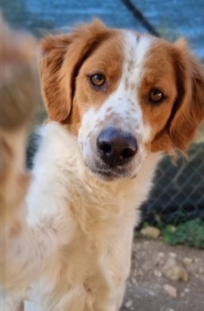 Macchia mix Breton 5anni arrivato in rifugio 3anni fa..nessuno lonha mai notato.GARGANO SOS CASA
