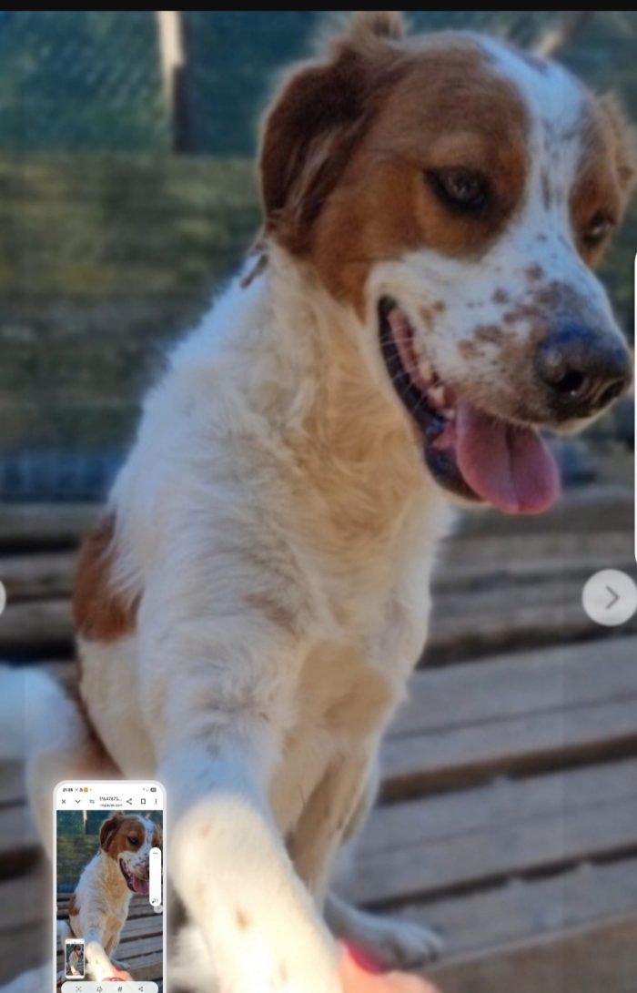 Macchia mix Breton 5anni arrivato in rifugio 3anni fa..nessuno lonha mai notato.GARGANO SOS CASA