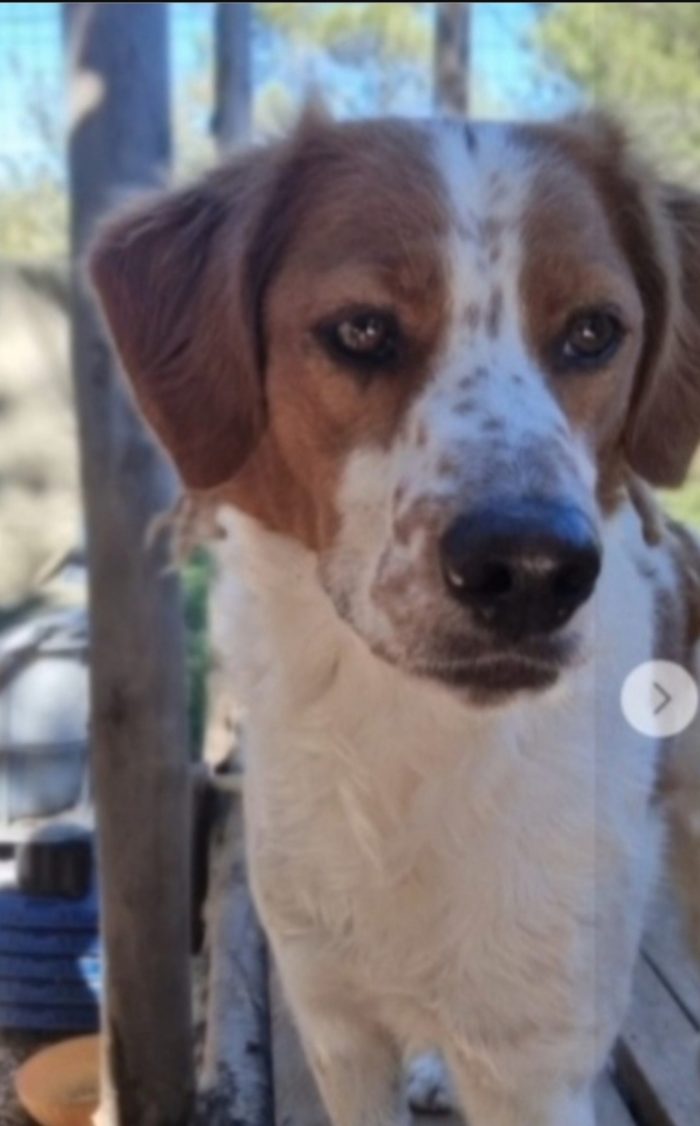 Macchia mix Breton 5anni arrivato in rifugio 3anni fa..nessuno lonha mai notato.GARGANO SOS CASA