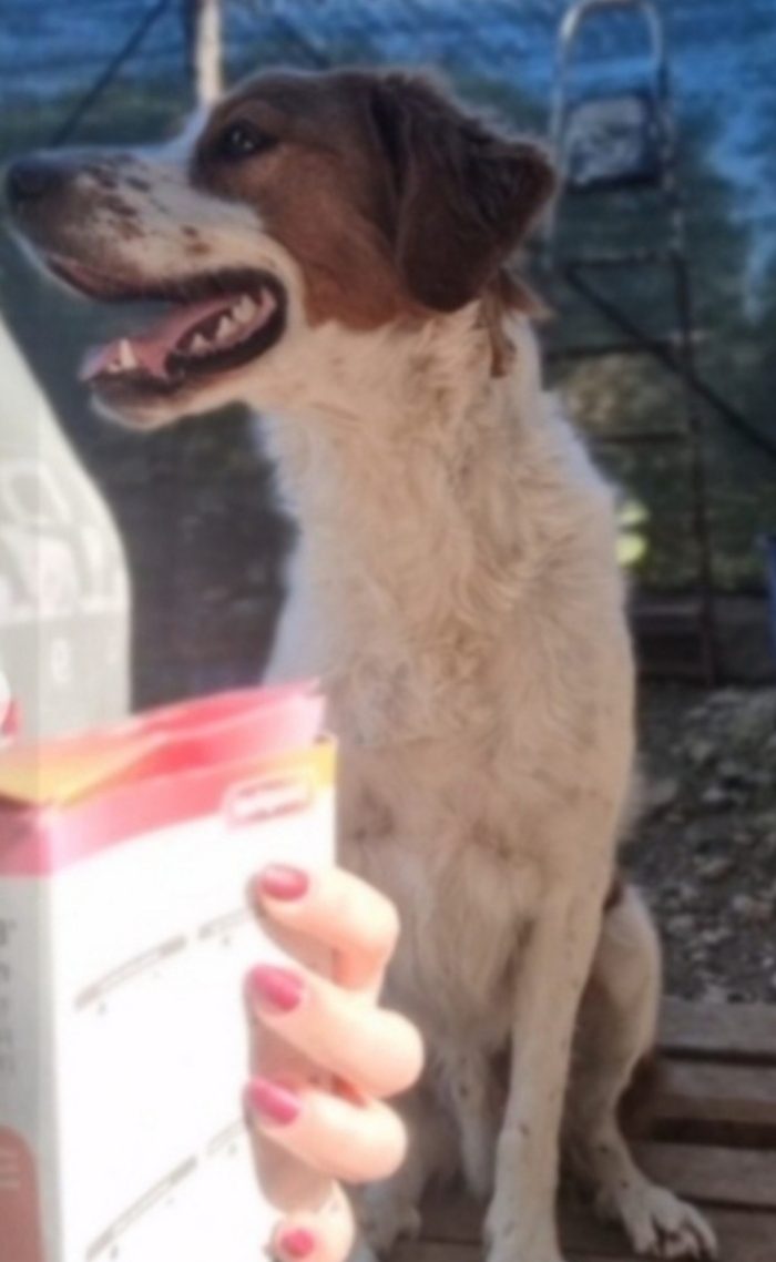 Macchia mix Breton 5anni arrivato in rifugio 3anni fa..nessuno lonha mai notato.GARGANO SOS CASA - media 4