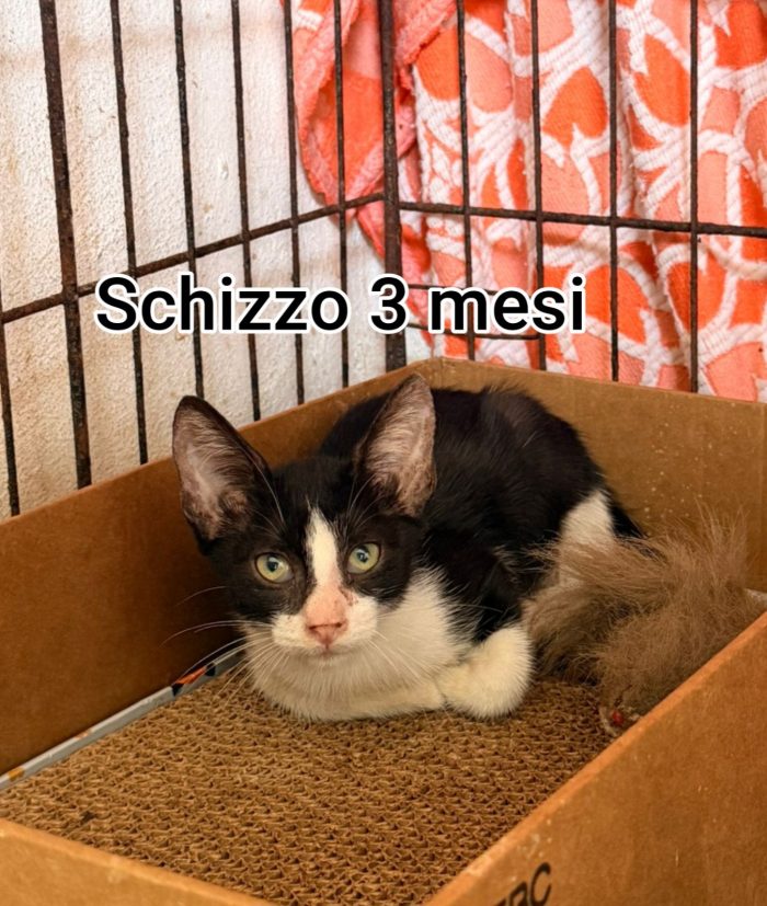 GATTINI: SIAMO AL COLLASSO - media 9