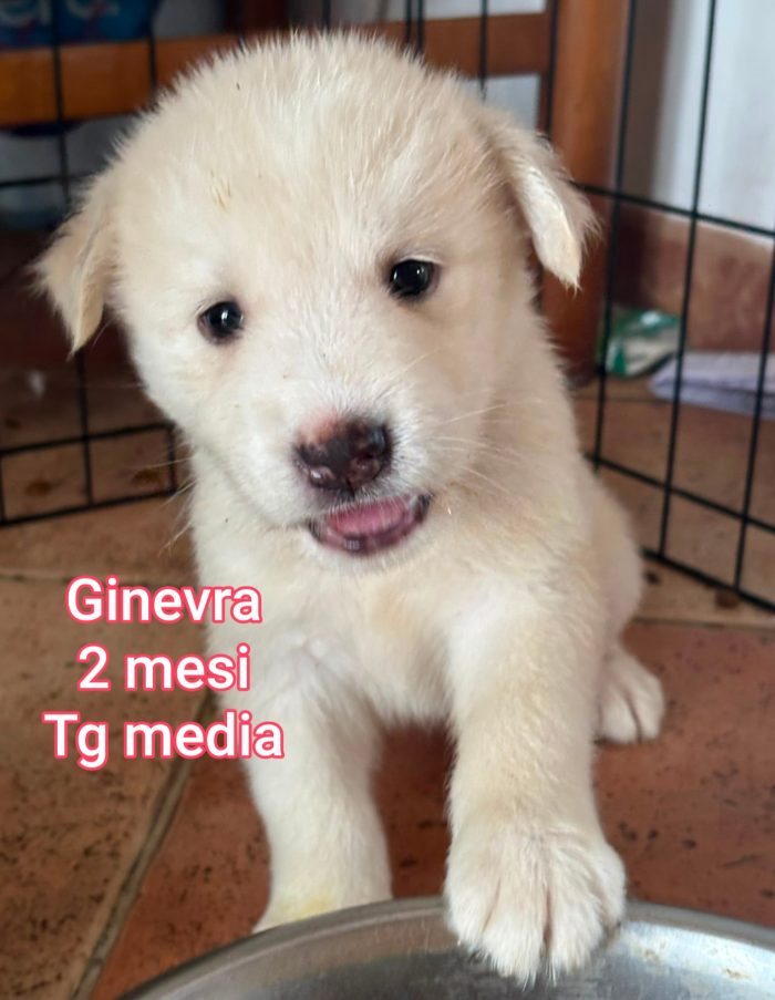 Cuccioli invisibili! 2/3 mesi