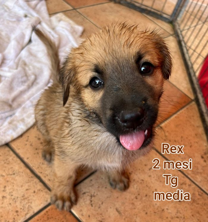Cuccioli invisibili! 2/3 mesi
