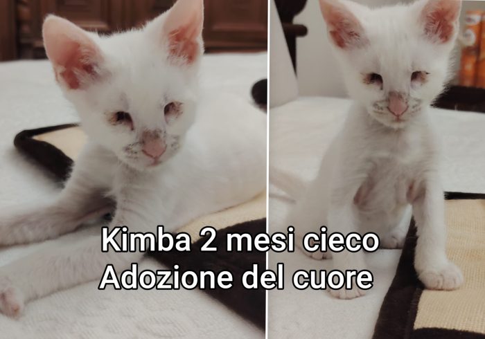 Chiamate per un micino - media 5