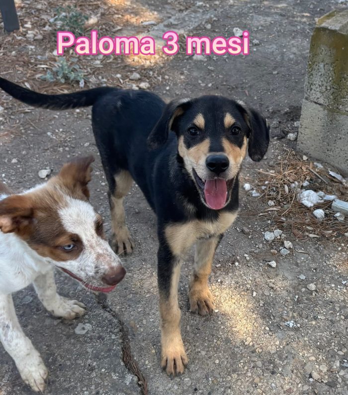 2 mesi: trovatelli in rifugio