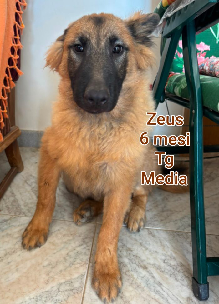 2 mesi: trovatelli in rifugio - media 7