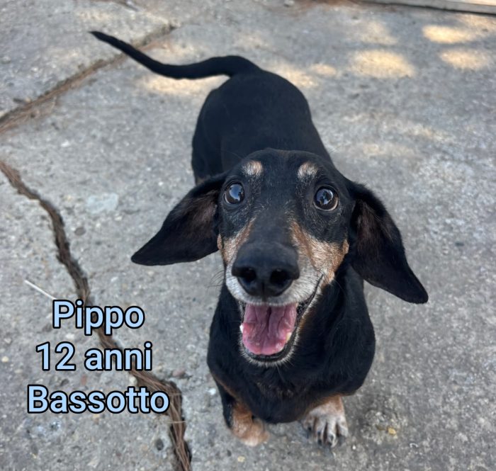 Cani taglia contenuta