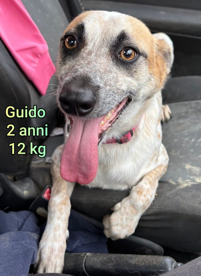 Cani taglia contenuta