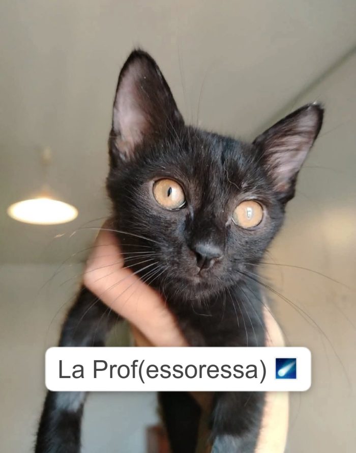 La piccola Prof cerca una famiglia - media 4
