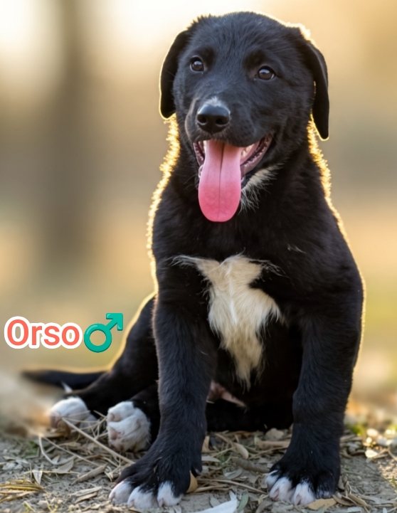 Orso,mix maremmano - media 4