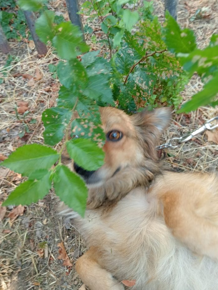 Pepito 2 anni taglia piccola - media 5