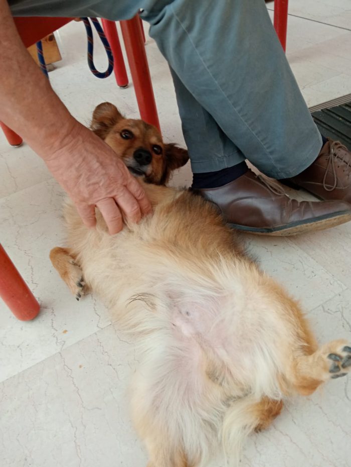 Pepito 2 anni taglia piccola - media 7