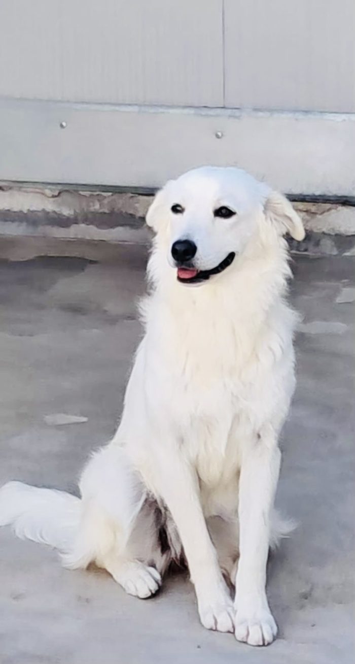 Neve, un cuore bianco in cerca di famiglia