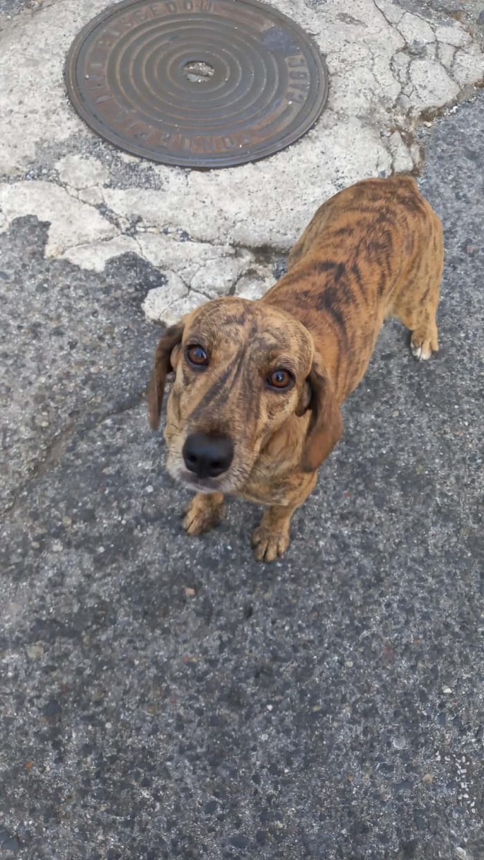 Bellissima segugina 1anno tigrata gira in strada..da salvare! NUORO