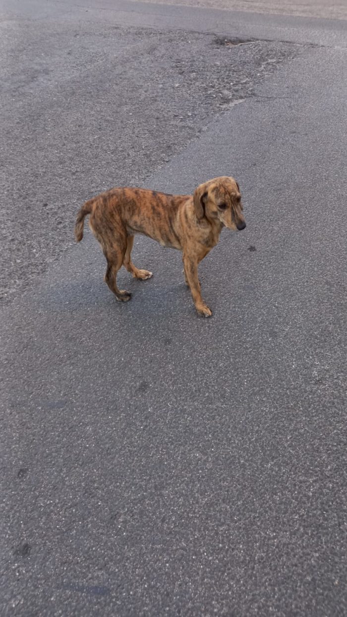 Bellissima segugina 1anno tigrata gira in strada..da salvare! NUORO