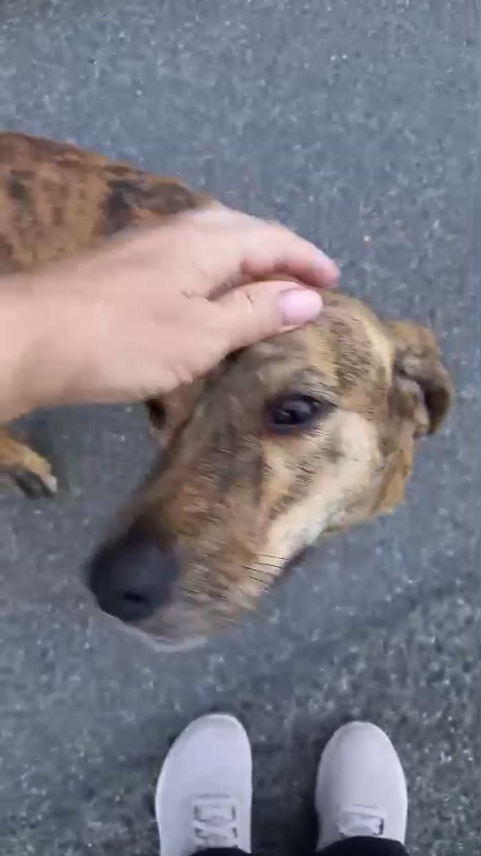 Bellissima segugina 1anno tigrata gira in strada..da salvare! NUORO - media 4