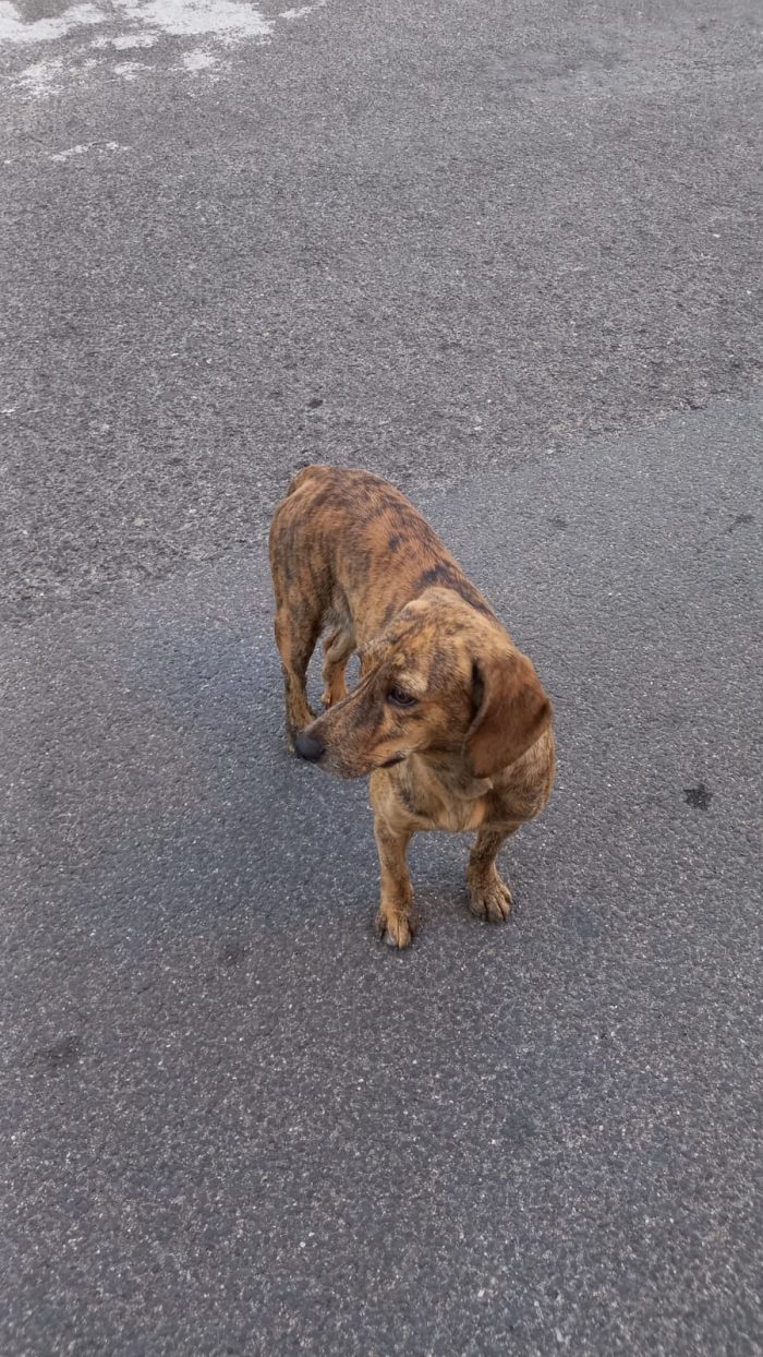 Bellissima segugina 1anno tigrata gira in strada..da salvare! NUORO