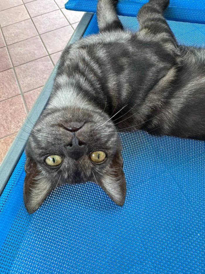 Fratelli gattini meticci di circa 3 mesi cercano casa