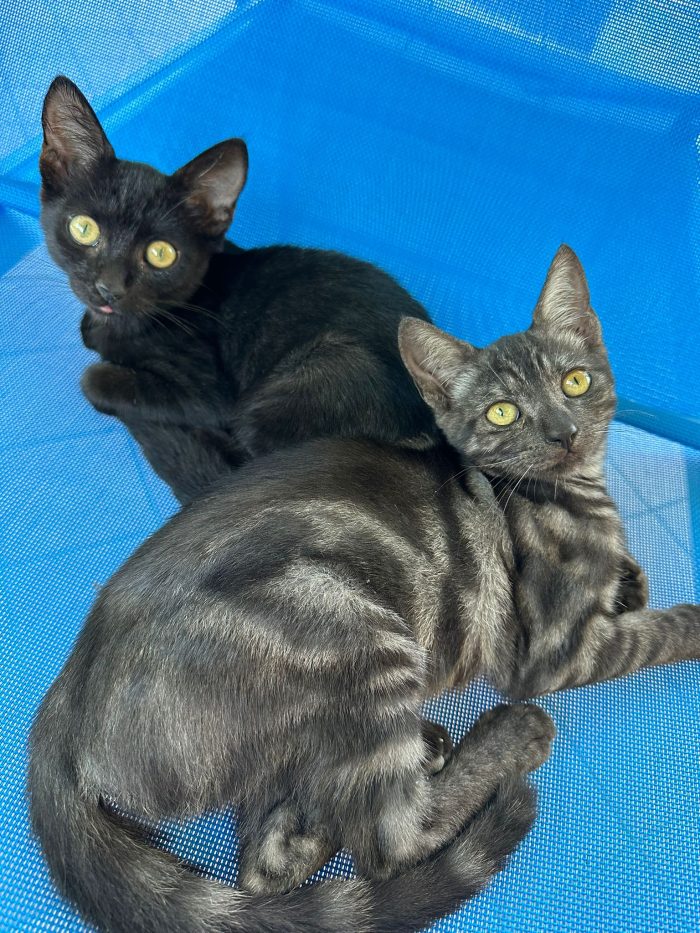 Fratelli gattini meticci di circa 3 mesi cercano casa