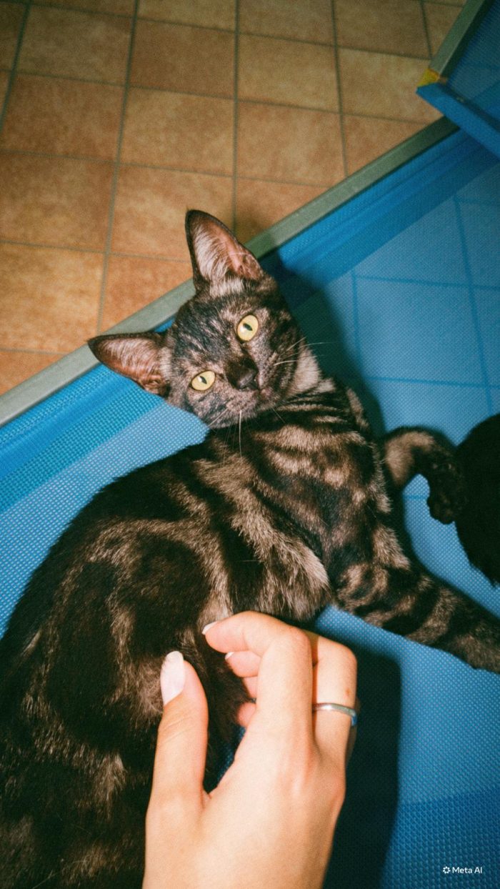 Fratelli gattini meticci di circa 3 mesi cercano casa - media 4