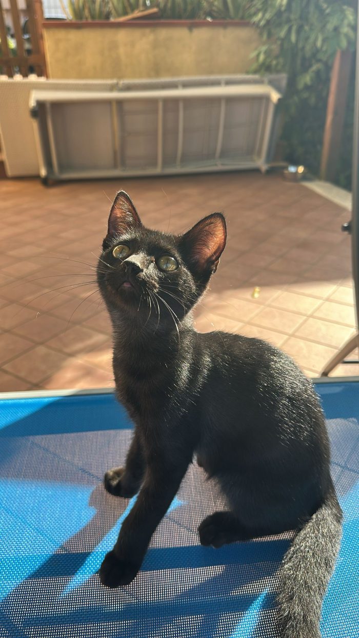 Fratelli gattini meticci di circa 3 mesi cercano casa