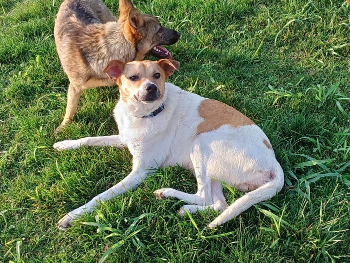 BOBB, fantastico cucciolone diversamente abile - media 7