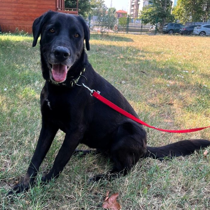 ELIJA LABRADOR