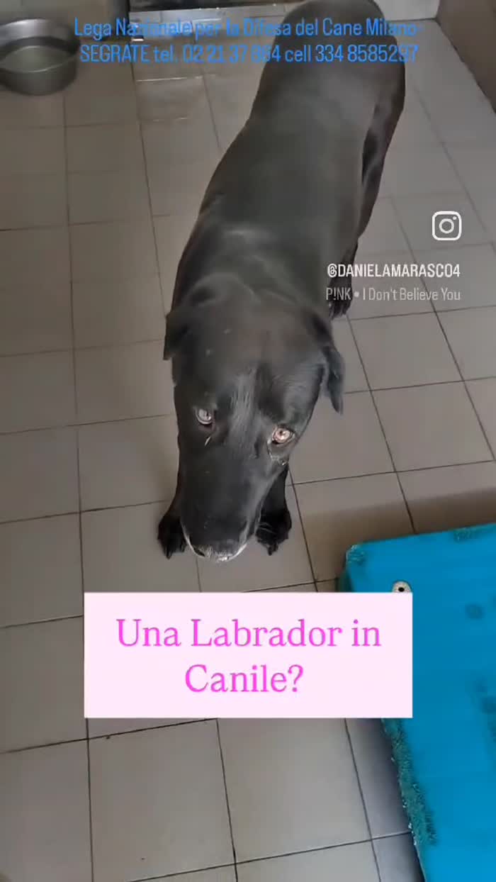 ELIJA LABRADOR - media 7