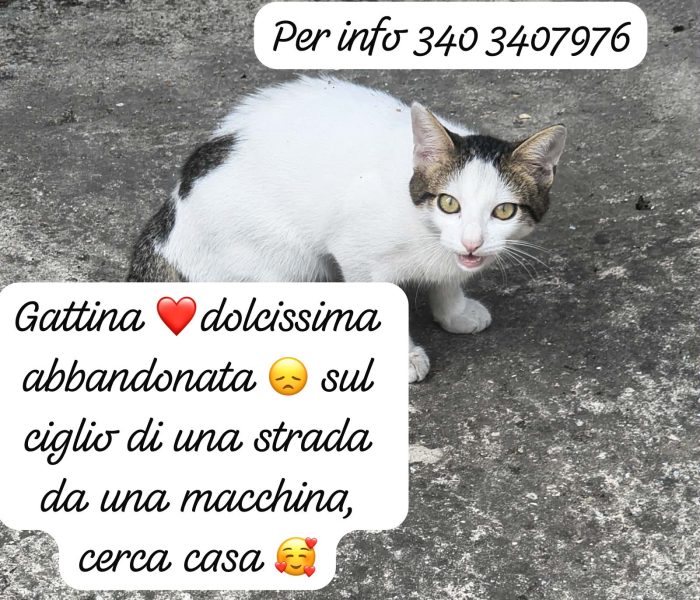 Micina dolcissima cerca una famiglia