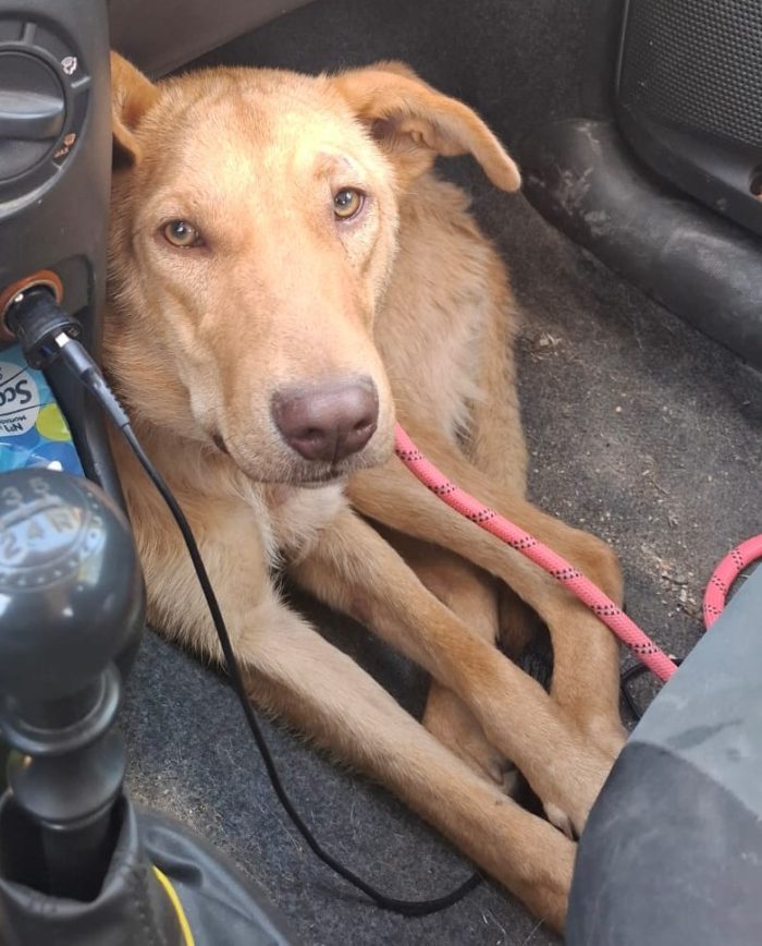 Paolo, dolcissimo e bisognoso di amore - media 5