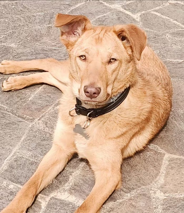 Paolo, dolcissimo e bisognoso di amore - media 4