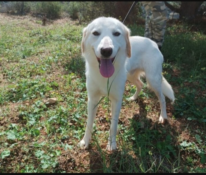 Terence/Noemi 5anni belli e buoni aspettano da cuccioli.CALABRIA