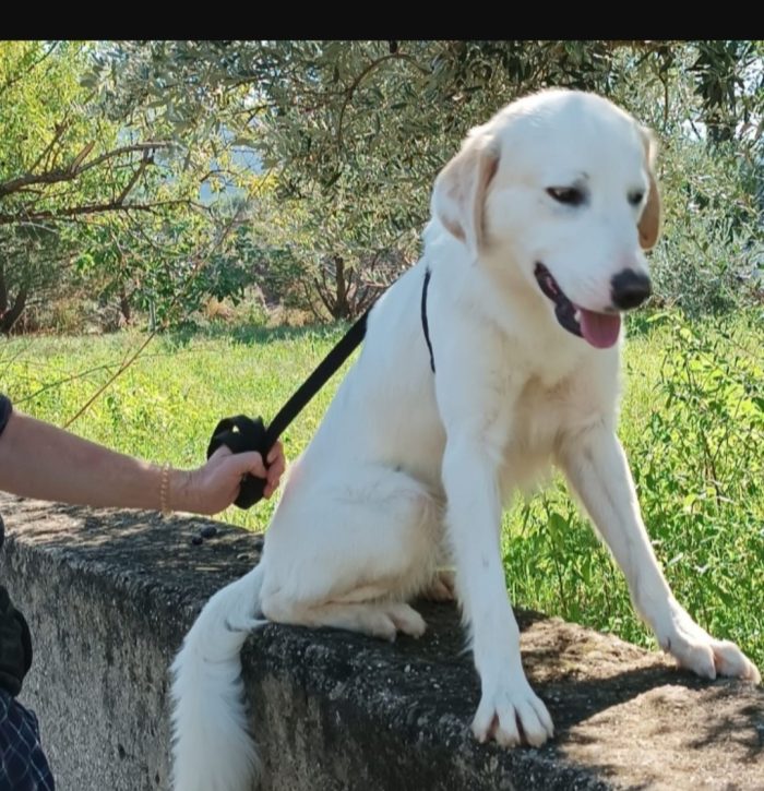 Terence/Noemi 5anni belli e buoni aspettano da cuccioli.CALABRIA