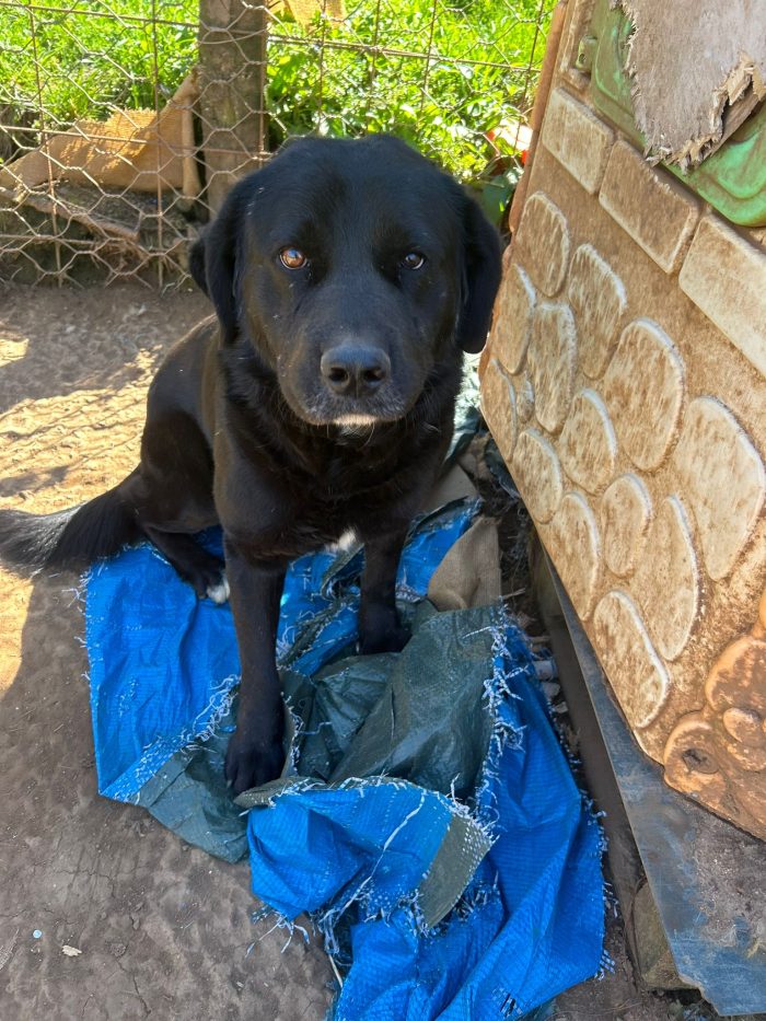 Toby splendido cagnolone cerca casa