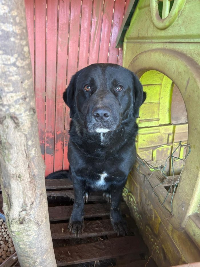 Toby splendido cagnolone cerca casa
