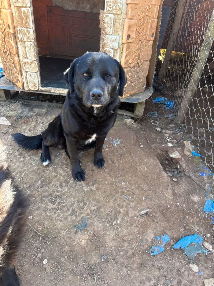 Toby splendido cagnolone cerca casa - media 5