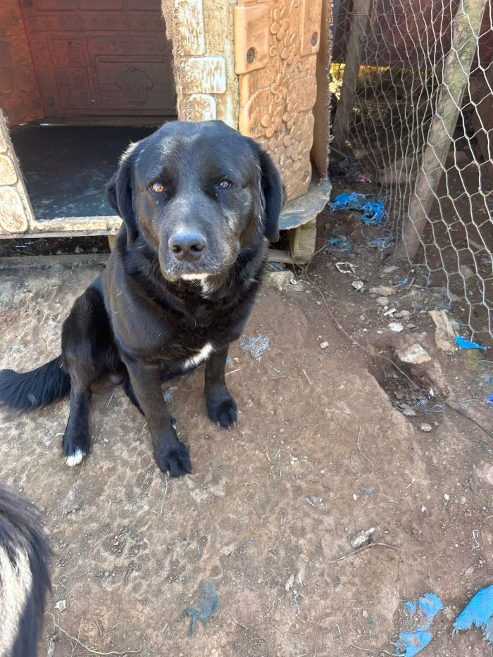 Toby splendido cagnolone cerca casa