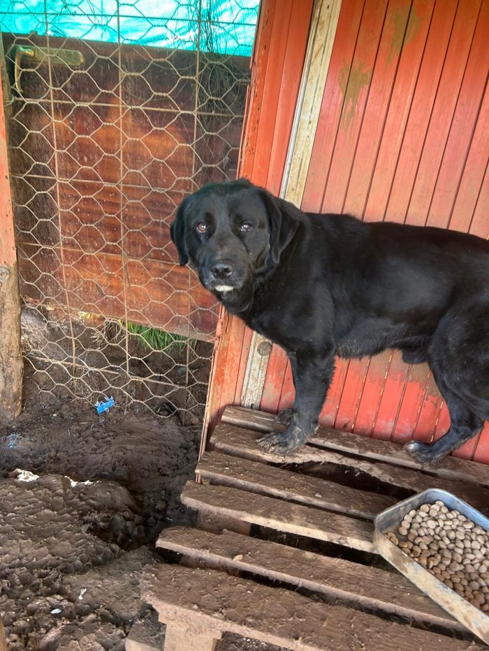 Toby splendido cagnolone cerca casa - media 8