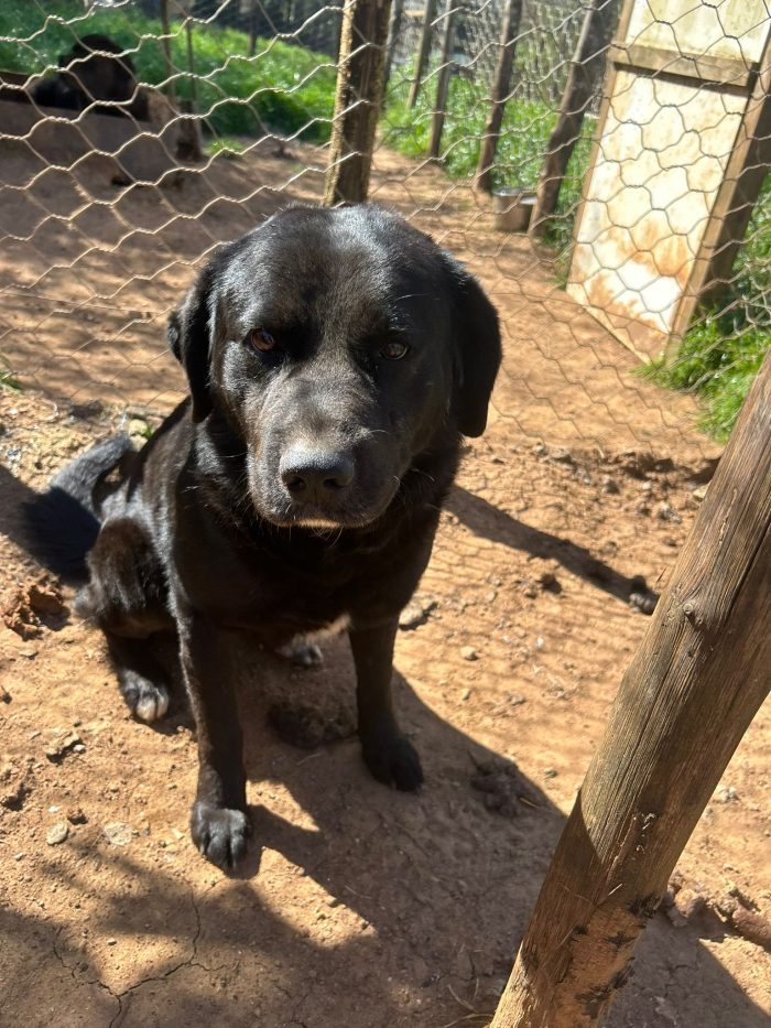 Toby splendido cagnolone cerca casa - media 6