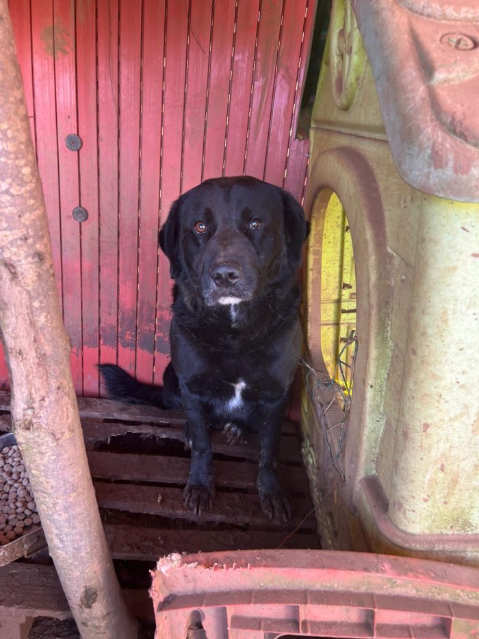 Toby splendido cagnolone cerca casa - media 7