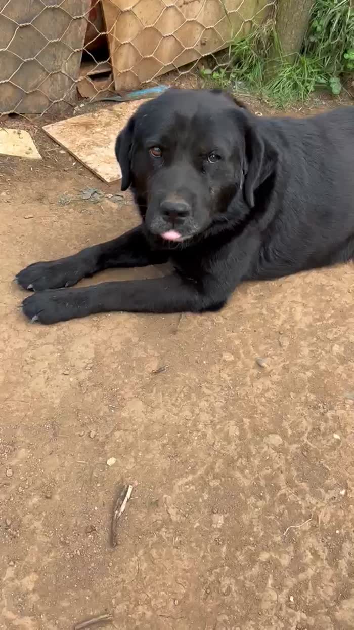 Toby splendido cagnolone cerca casa - media 9