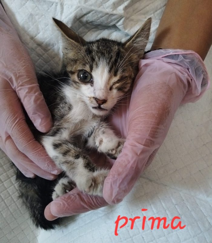 Ares, dolcissimo e super fusaro